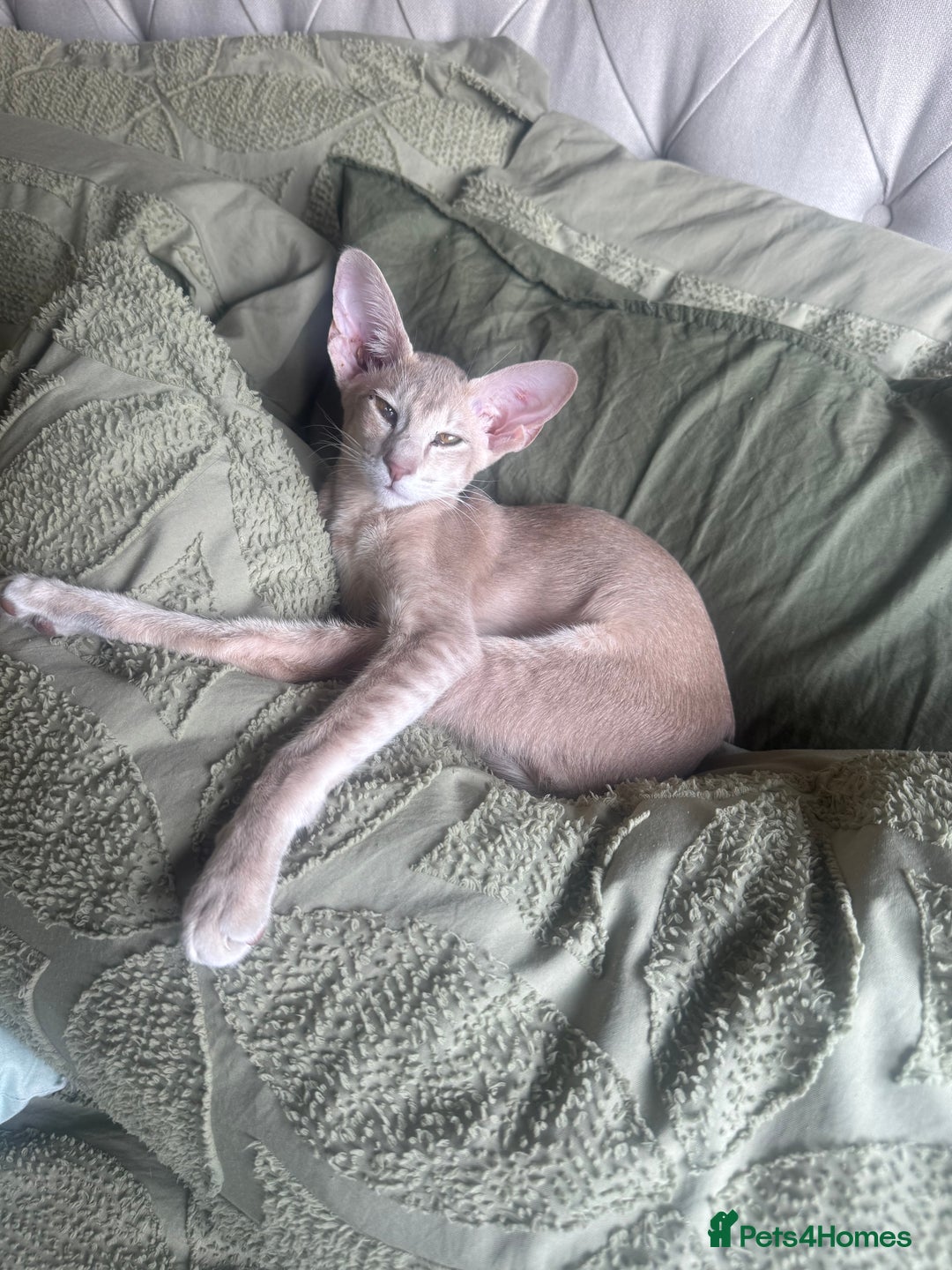 Oriental cats for sale: Girl oriental  - Image 3