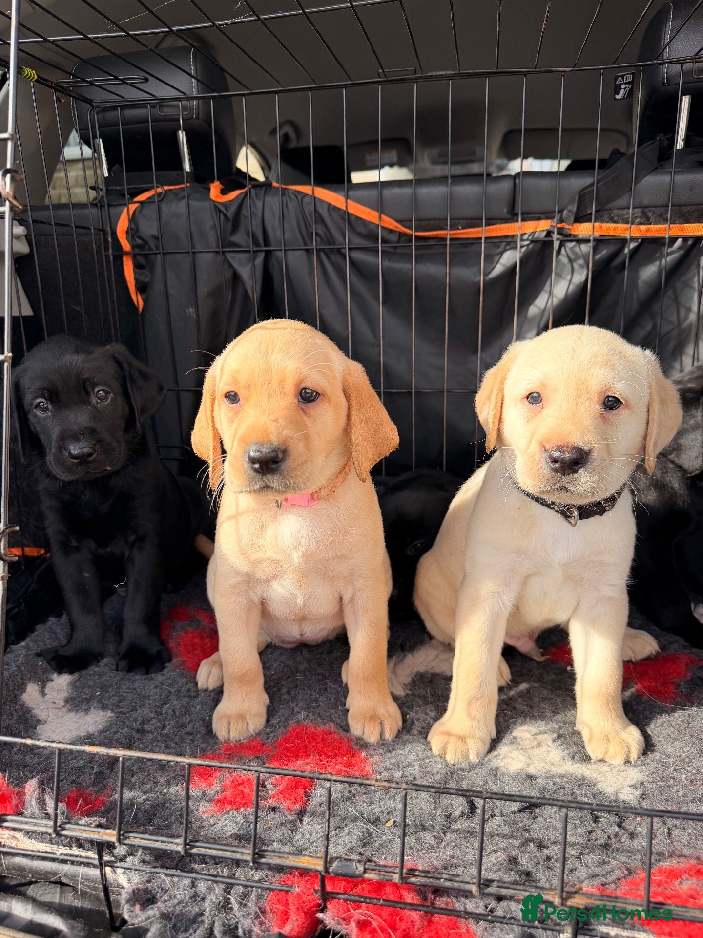 Labrador Retriever dogs KC REGISTERED LABRADOR PUPPIES ❤️ - Advert 6