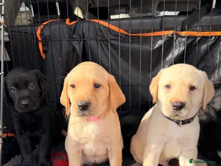 Labrador Retriever dogs KC REGISTERED LABRADOR PUPPIES ❤️ - Advert 6