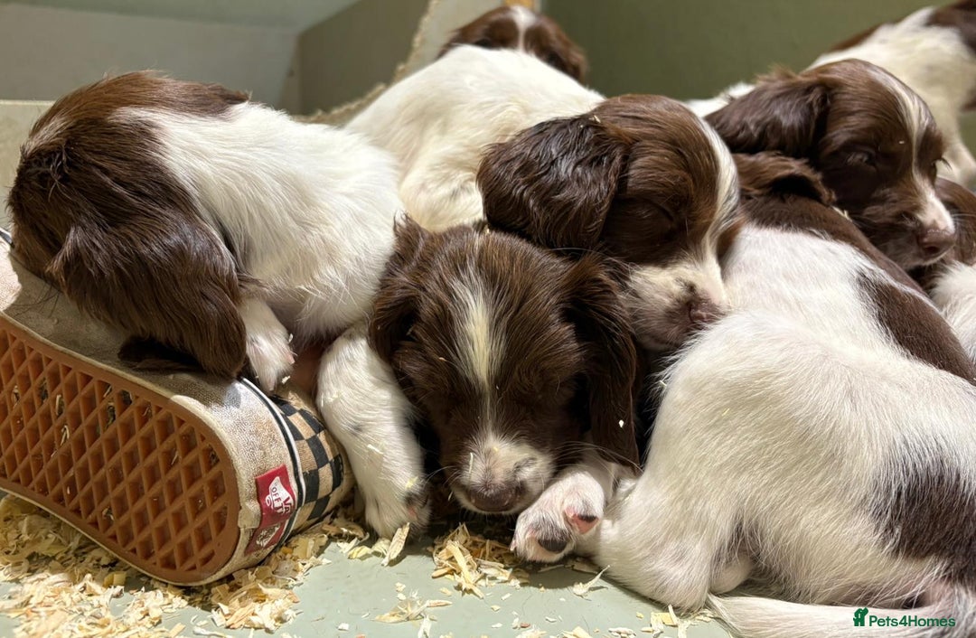 English Springer Spaniel dogs for sale: 2025 FTCH ROSEBAY BLUE,WELL MARKED LITTER ESS PUPS - Image 16