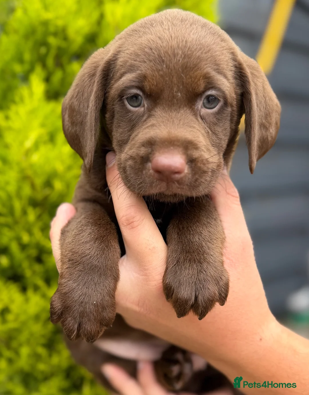 Labrador Retriever dogs for sale: Labrador puppies (licensed breeder) - Advert 13