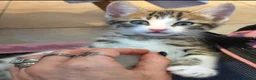 Bengal cats for sale: Beautiful Bengal cross kittens  - Advert 14