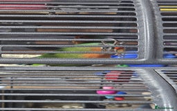 Lovebirds birds for sale: Pair bonded lovebirds - Image 5