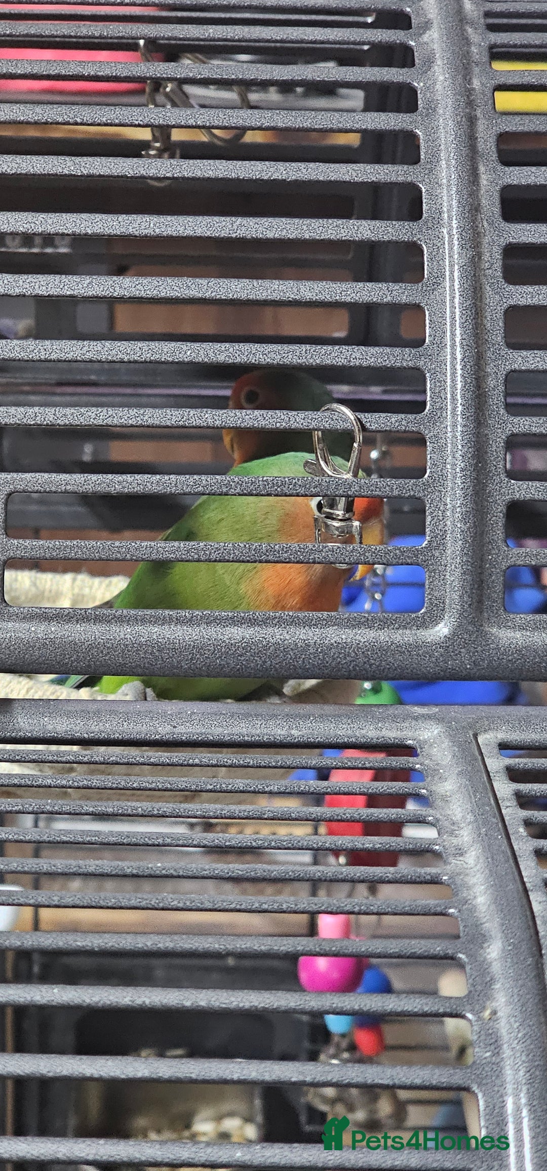 Lovebirds birds for sale: Pair bonded lovebirds - Image 5