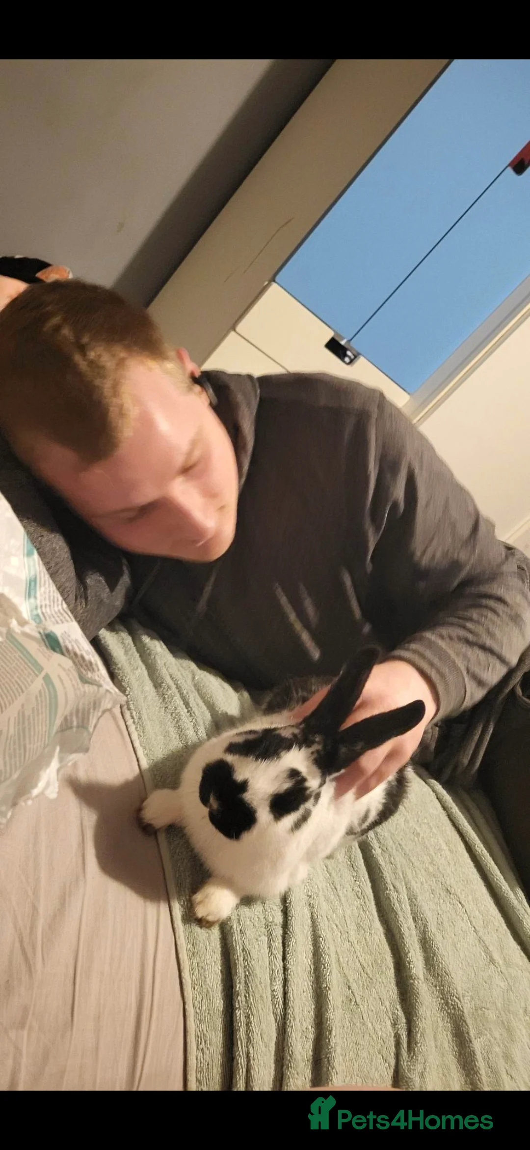 Mixed Breed rabbits for sale: Nala she is spayed  - Advert 4