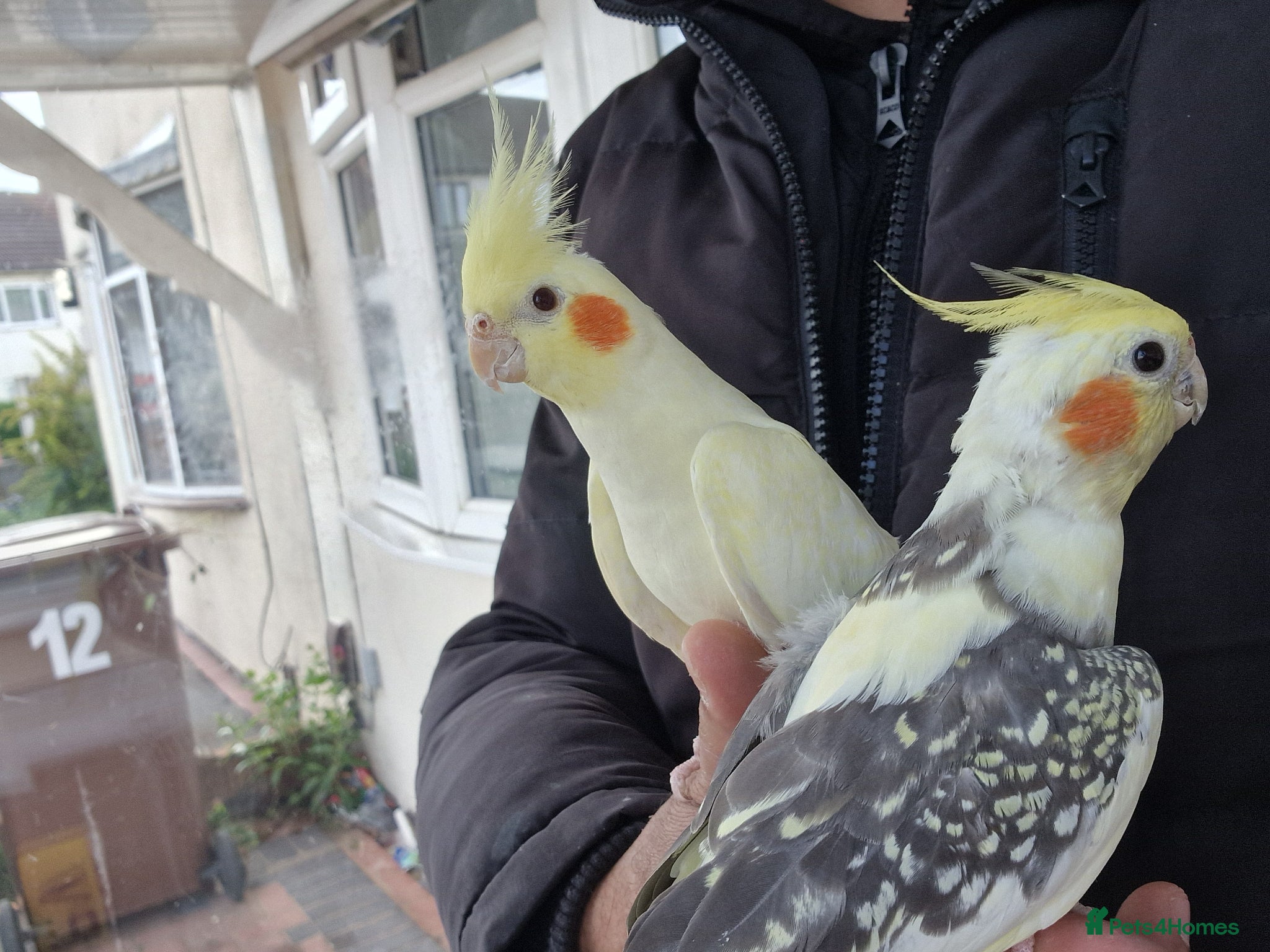 Cockatiels birds Super Hand Tamed cockatiel for sale  - Advert 13