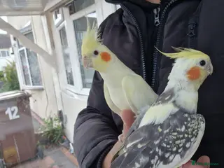 Cockatiels birds Super Hand Tamed cockatiel for sale - Advert 13