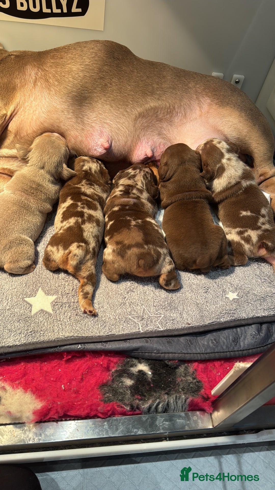 English Bulldog dogs for sale: English bulldog puppies - Image 7