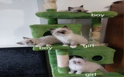 Ragdoll cats for sale: Beautiful and adorable rag dolls. 🐱🐱🐱🐱 - Image 9