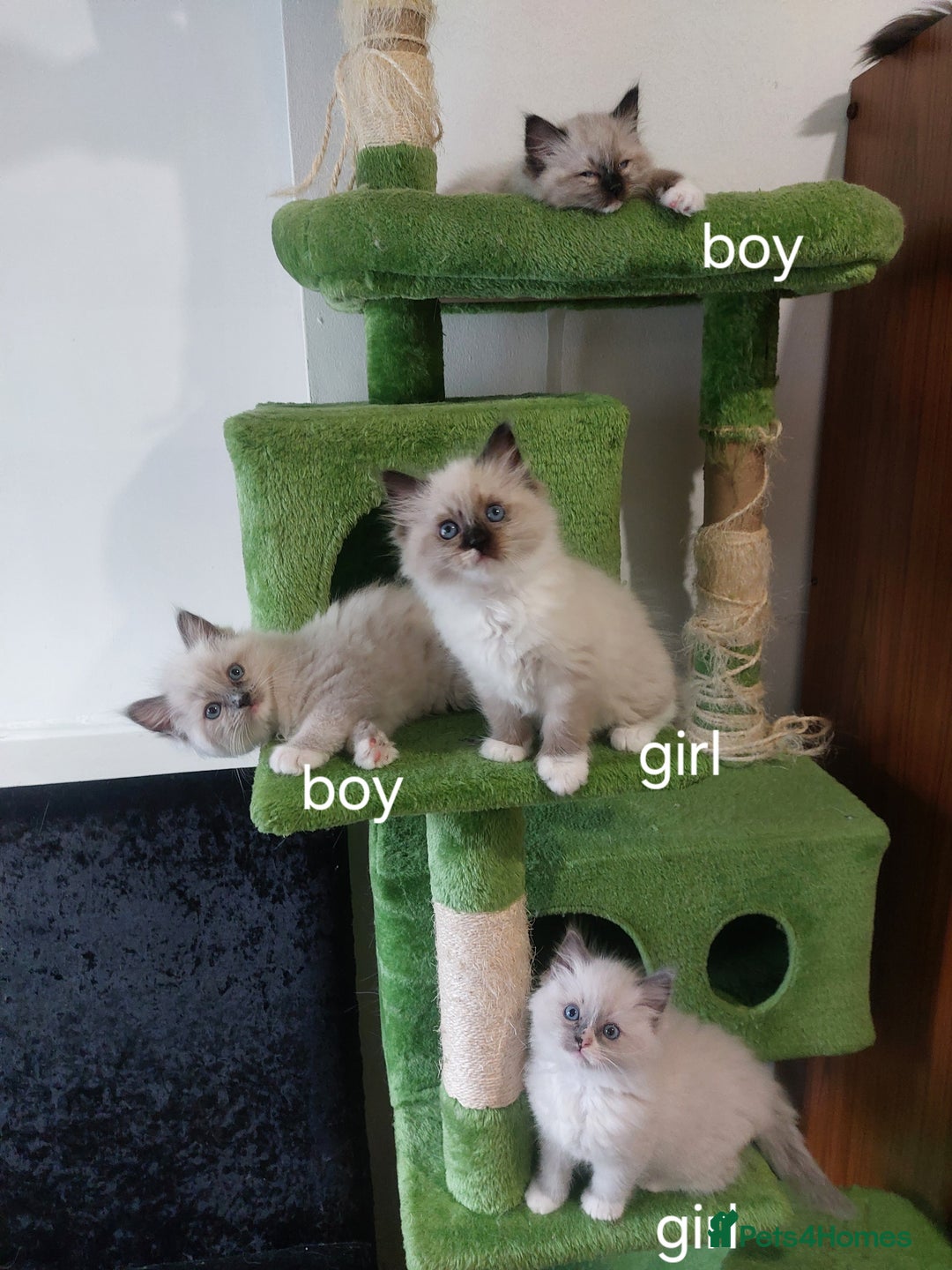 Ragdoll cats for sale: Beautiful and adorable rag dolls. 🐱🐱🐱🐱 - Image 9