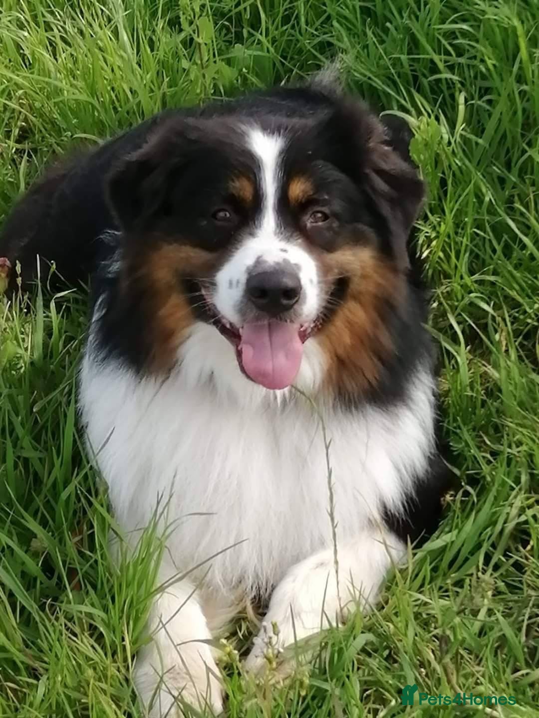 Australian Shepherd dogs for sale: Australian Shepherd litter Devon - Advert 7