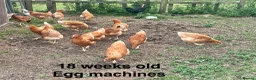 Chickens poultry for sale: Hatching eggs , day old chicks , growers and layer - Advert 4