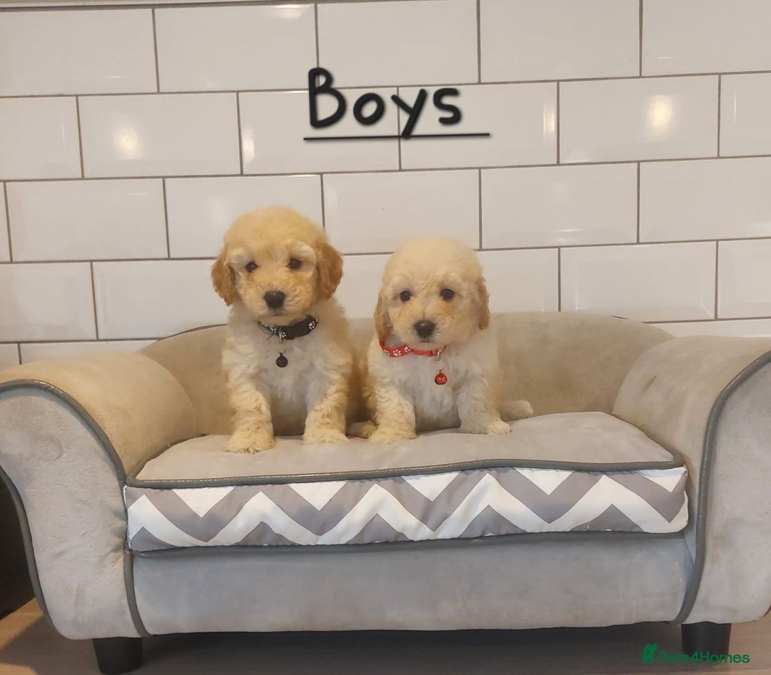 Poochon dogs for sale: Poochon puppies 🥰 - Image 16