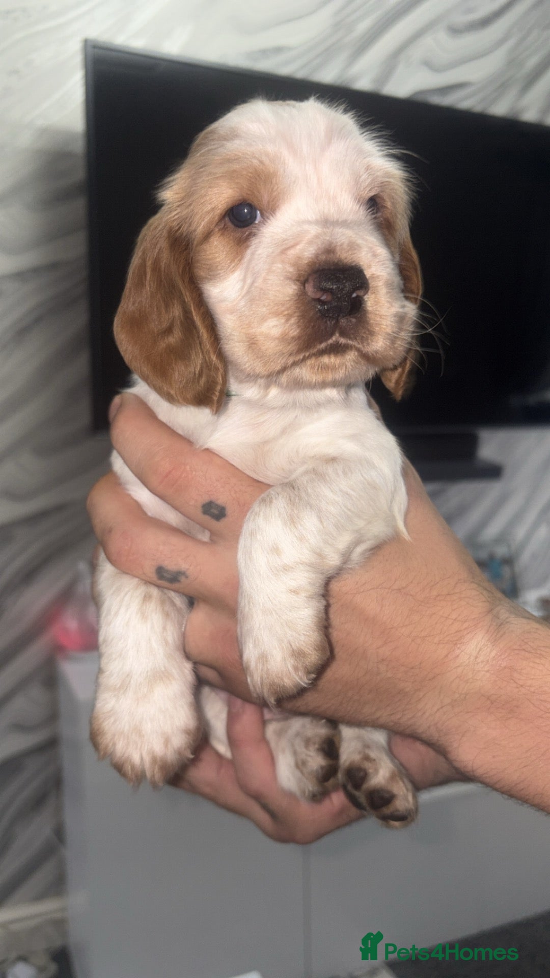 Cocker Spaniel dogs Beautiful cocker spaniel puppies  - Advert 12
