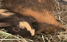 Guinea Pig rodents for sale: Two cuties reluctantly looking to be rehoused - Image 1