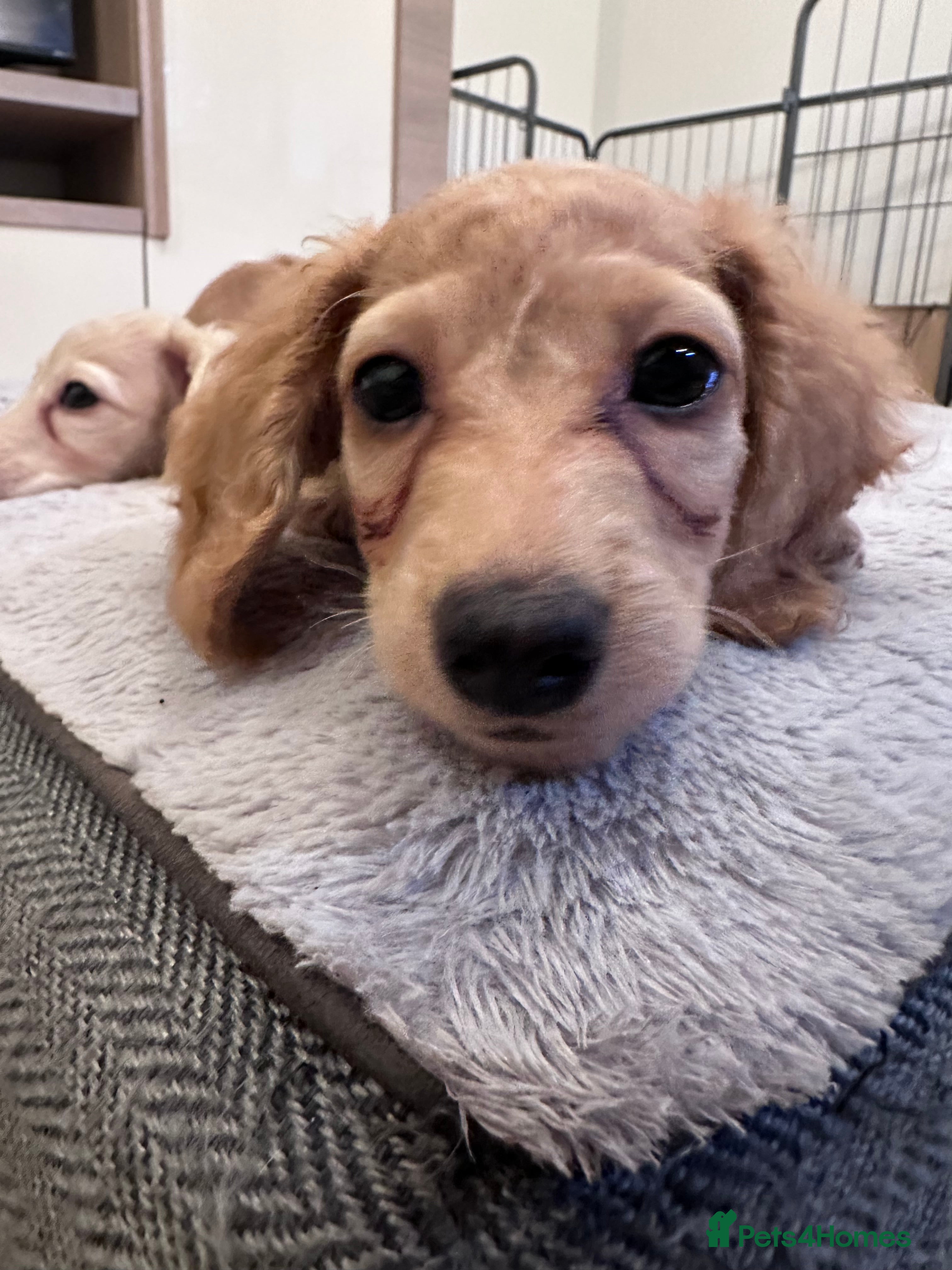 Miniature Dachshund dogs for sale: Miniature long haired dachshunds  - Advert 4