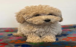 Cavapoo dogs for sale: 🐾 Beautiful F1B Cavapoo Puppies — Ready Now 🐾 - Image 6