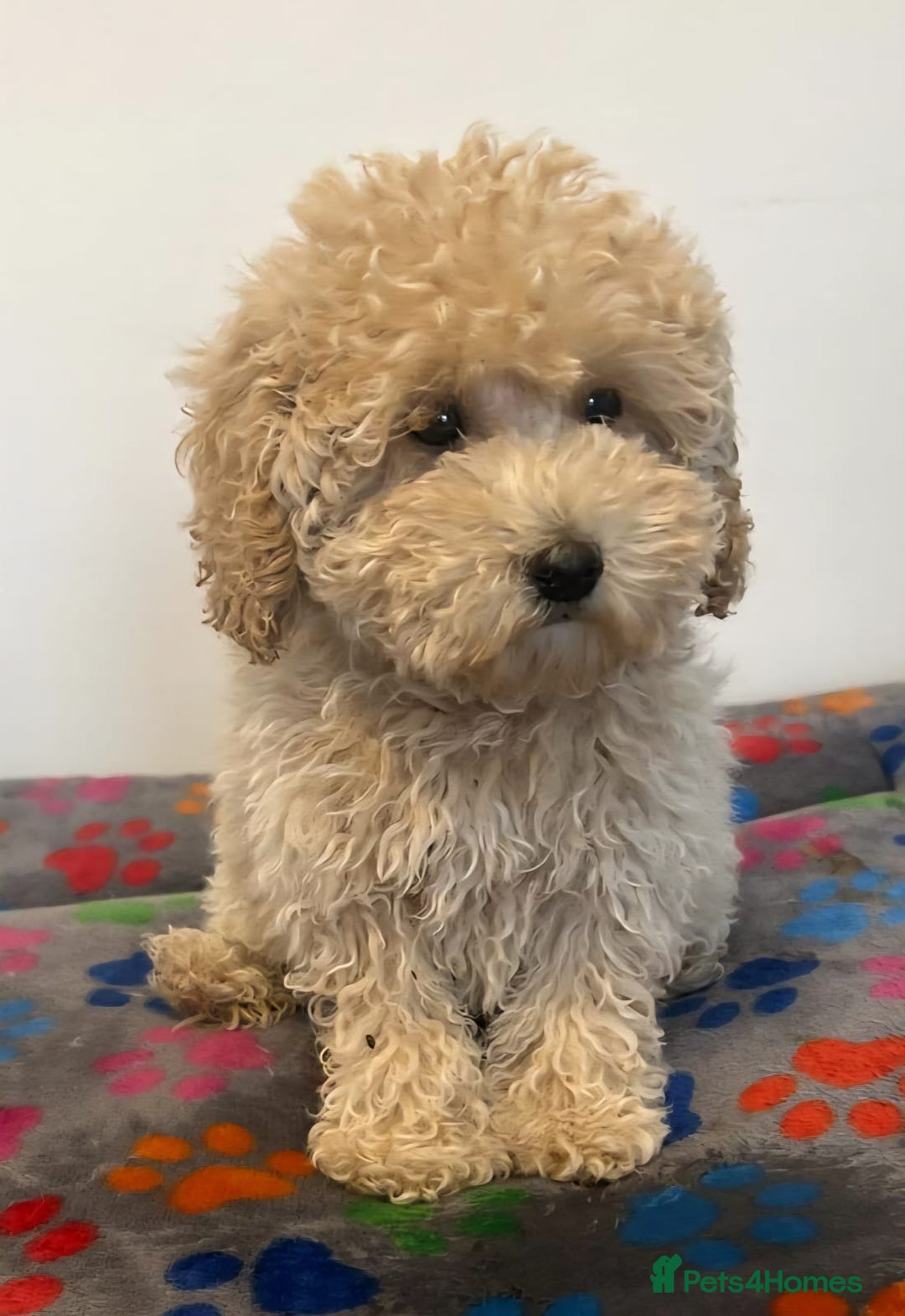 Cavapoo dogs for sale: 🐾 Beautiful F1B Cavapoo Puppies — Ready Now 🐾 - Image 6