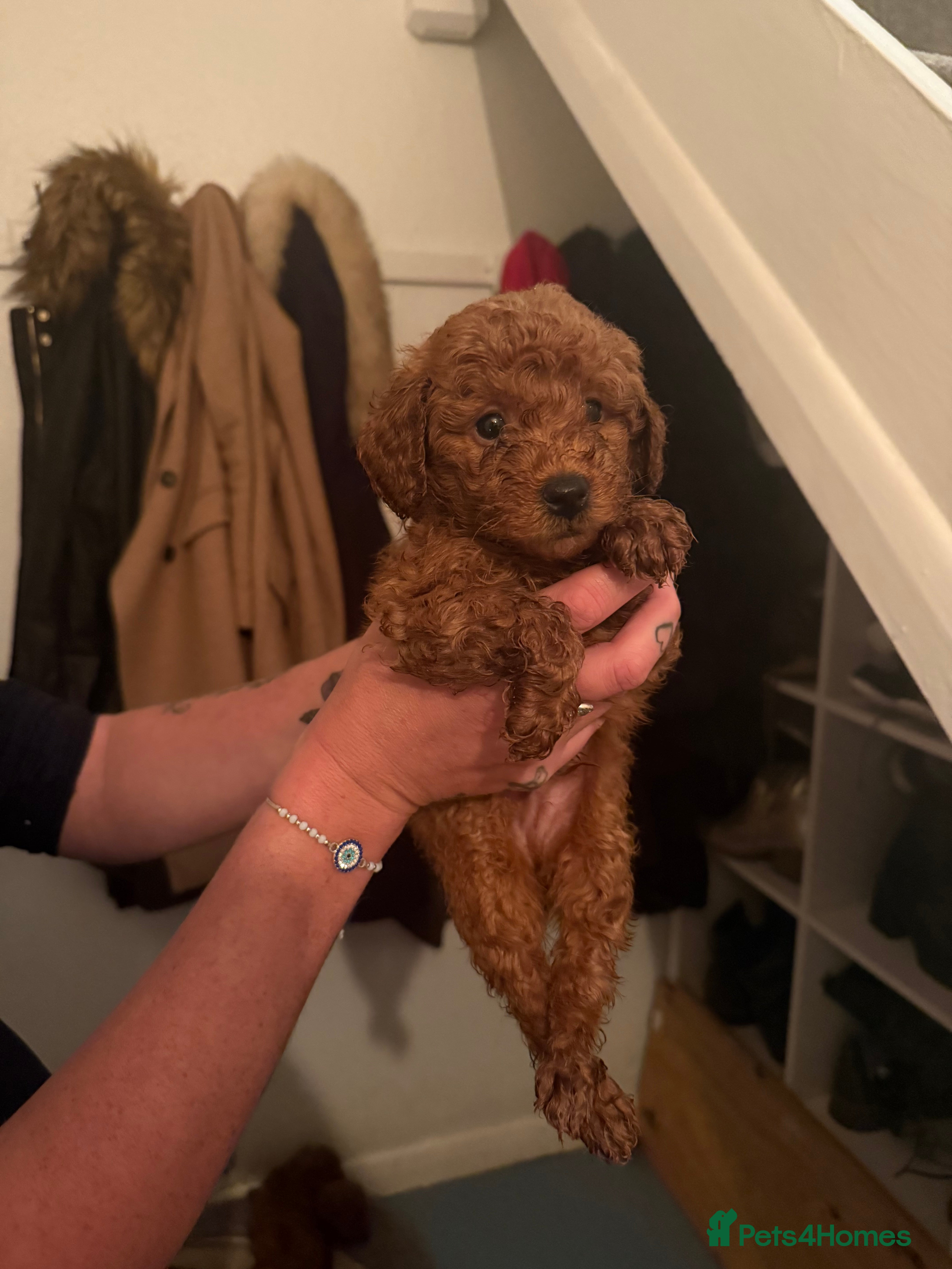 Cockapoo dogs Cockerpoo  - Advert 13