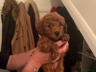 Cockapoo dogs - Advert 1