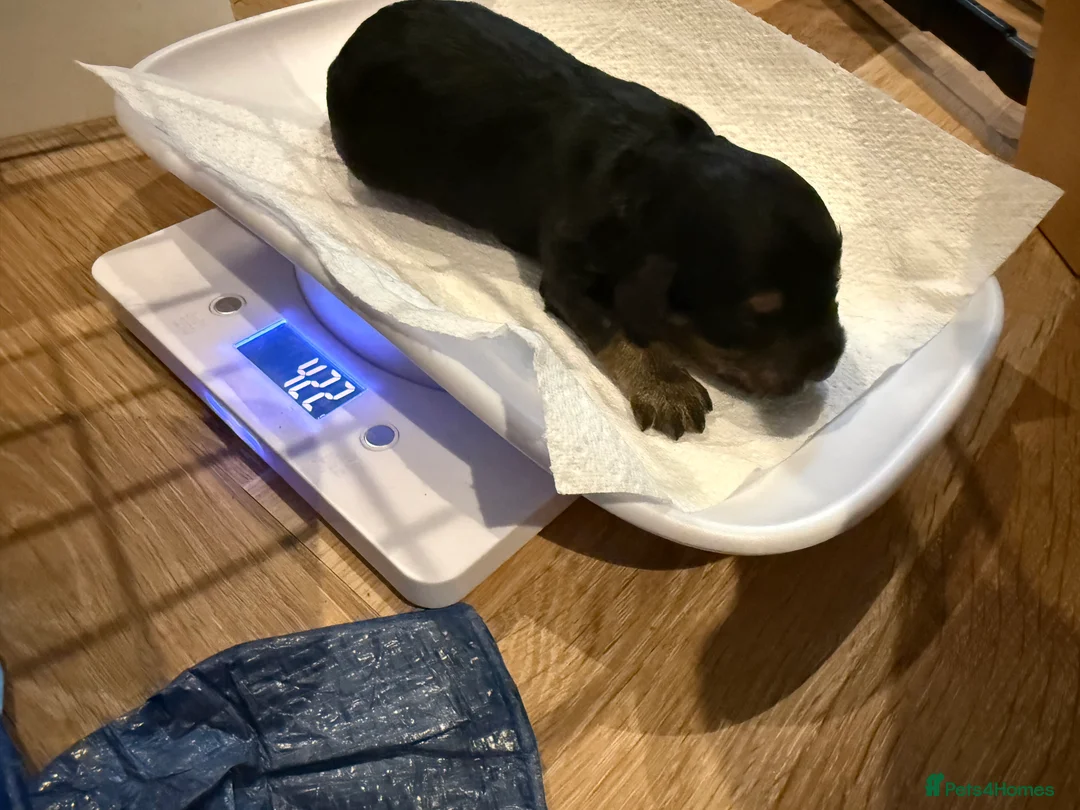 Cavapoo dogs for sale: Beautiful F1b Cavapoo Puppies - Only 3 left  - Advert 15