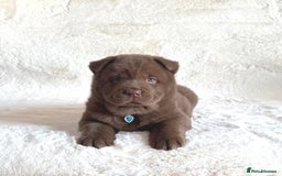 Chow Chow dogs for sale: Exotic colour chowsky puppies for sale  - Image 28