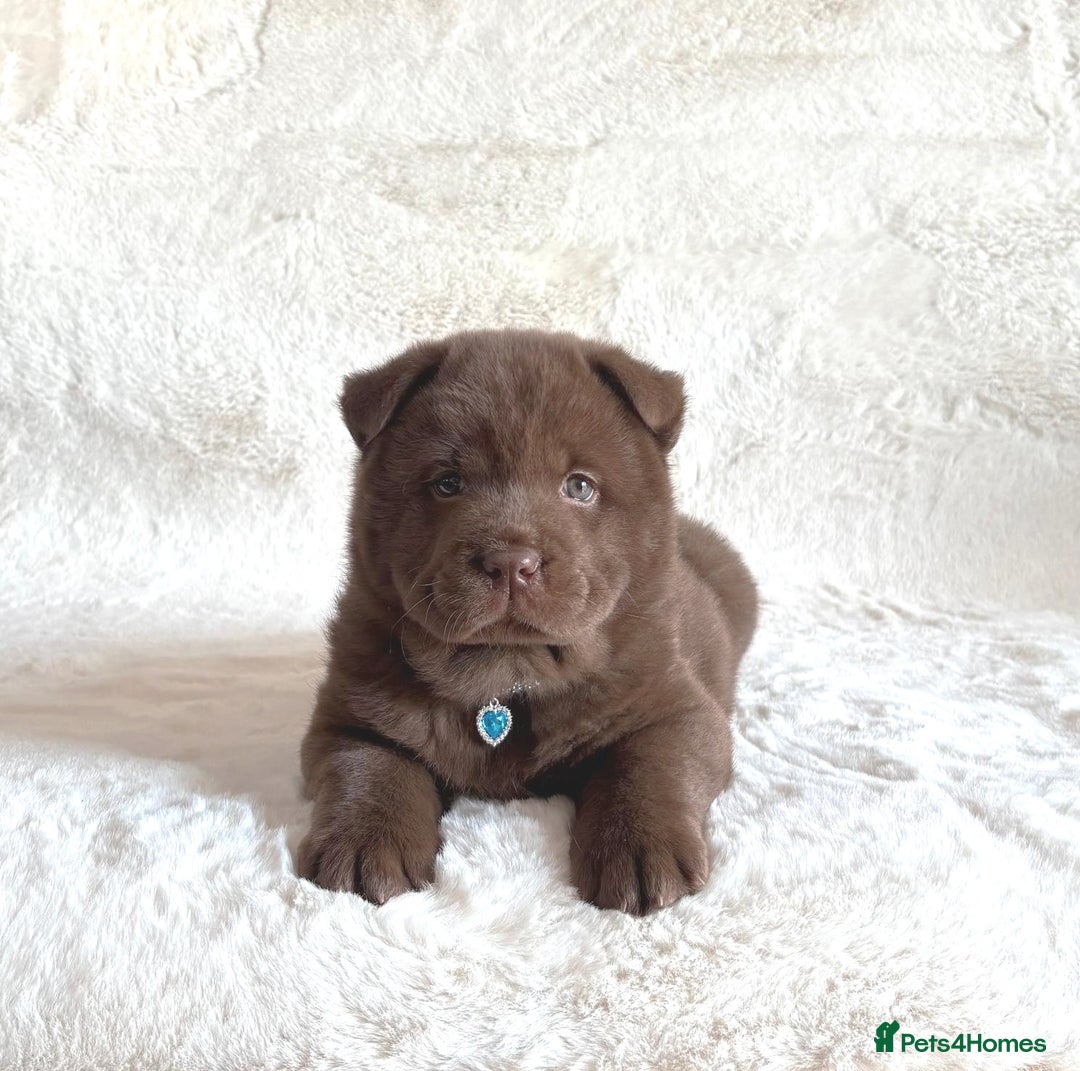 Chow Chow dogs for sale: Exotic colour chowsky puppies for sale  - Image 28