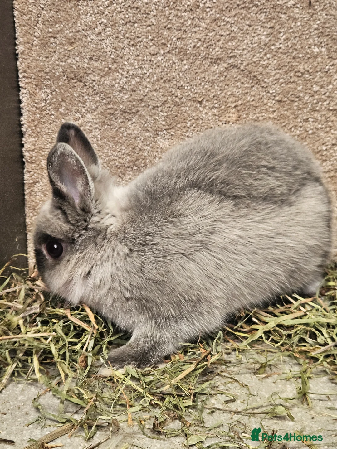 Netherland Dwarf rabbits for sale: Pure bred Marten Smoke Dwarf Buck - Advert 7