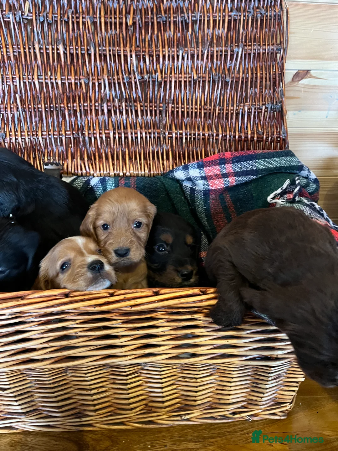 Cocker Spaniel dogs for sale: cocker spaniels - Advert 3