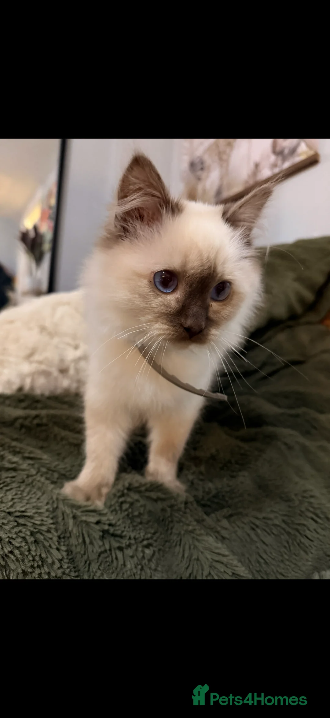 Ragdoll cats for sale: Stunning Ragdoll kittens READY TO COLLECT TODAY - Advert 3