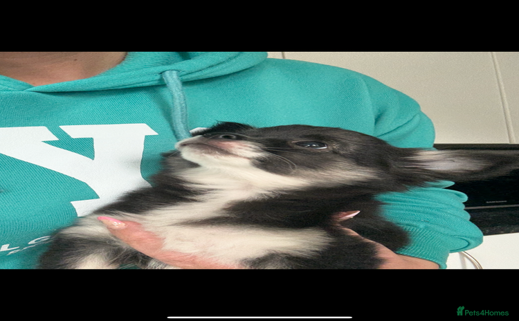 Chihuahua dogs - Advert 2