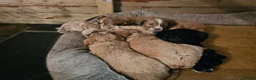 Cockapoo dogs for sale: Beautiful F1b Cockapoo Puppies – Caernarfon - Advert 4