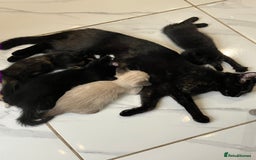 Mixed Breed cats for sale: 2 baby girl kittens for sale  - Image 10
