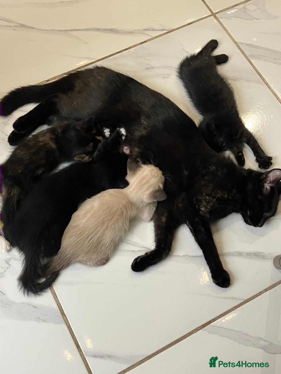 Mixed Breed cats for sale: 2 baby girl kittens for sale  - Image 10