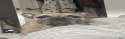 French Bulldog dogs for sale: 4 year old male French Bulldog  in Pontefract - Advert 3