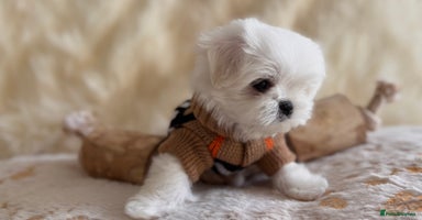 Maltese dogs - Advert 2