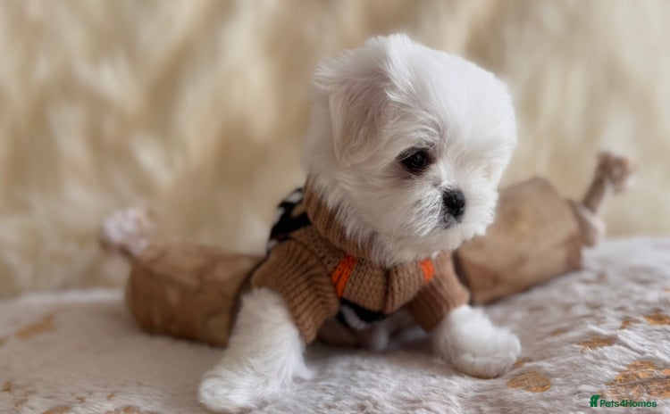 Maltese dogs - Advert 5