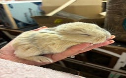 Mixed Breed rabbits for sale: Mini Lop Babies available now & 2 week old babies - Image 9