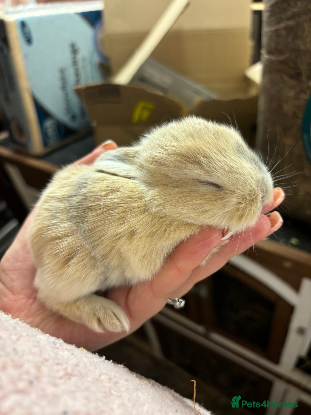 Mixed Breed rabbits for sale: Mini Lop Babies available now & 2 week old babies - Image 9