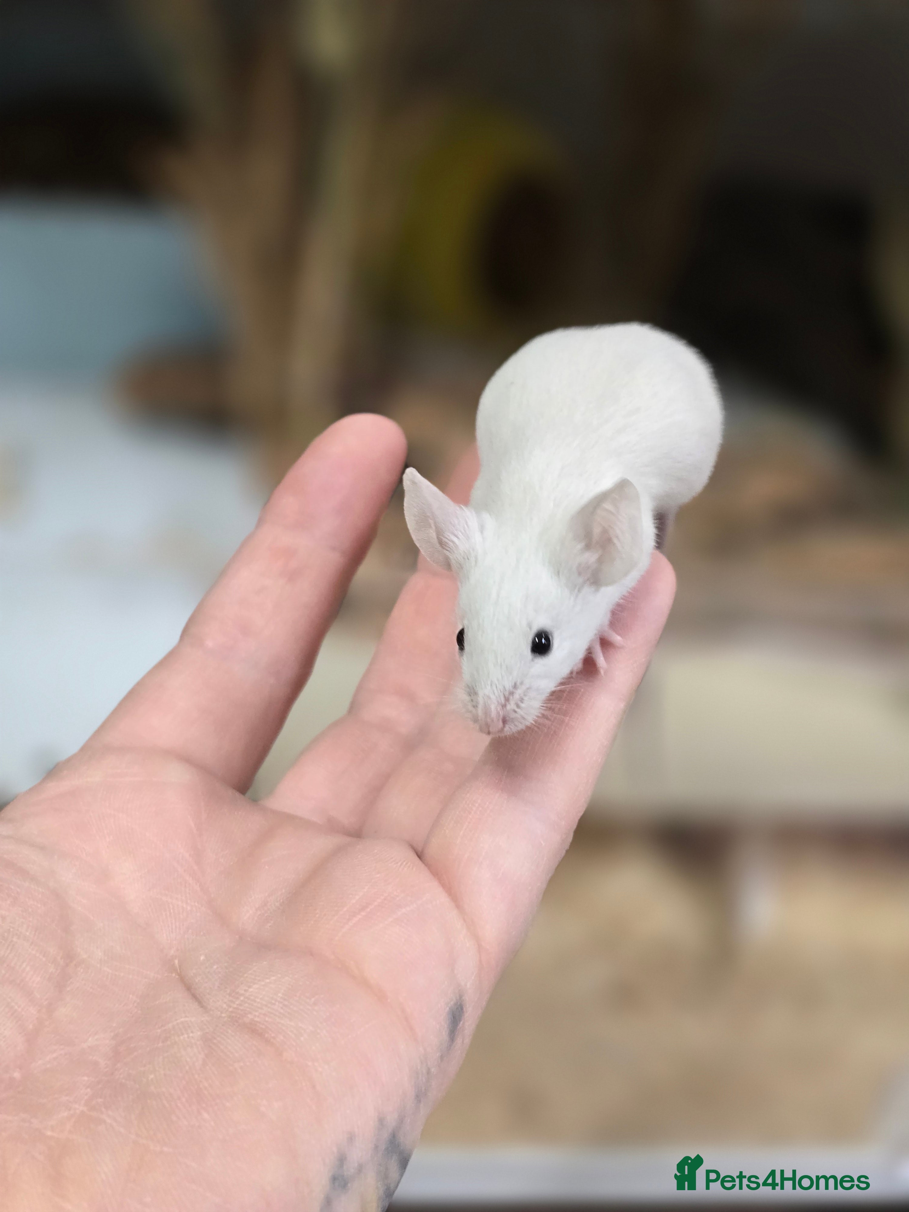 Mouse rodents Female mice available mixed colours  - Advert 2