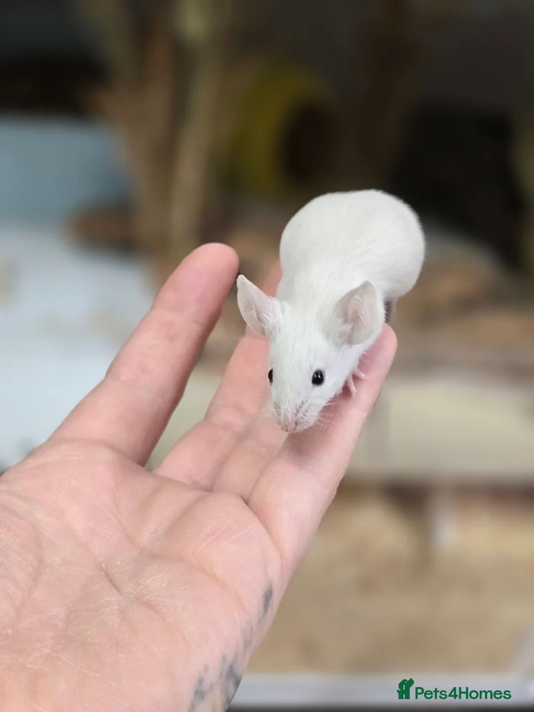 Mouse rodents for sale: Female mice available mixed colours  - Advert 1