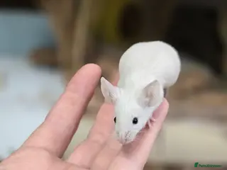 Mouse rodents Female mice available mixed colours - Advert 2