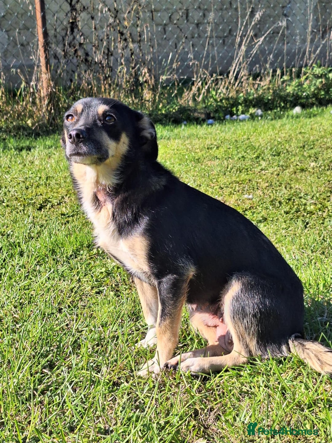 Mixed Breed dogs for adoption: Angel for adoption - Image 4