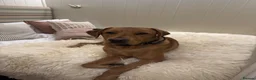 Labrador Retriever dogs for stud: Proven KC Fox Red Lab Stud - Advert 5
