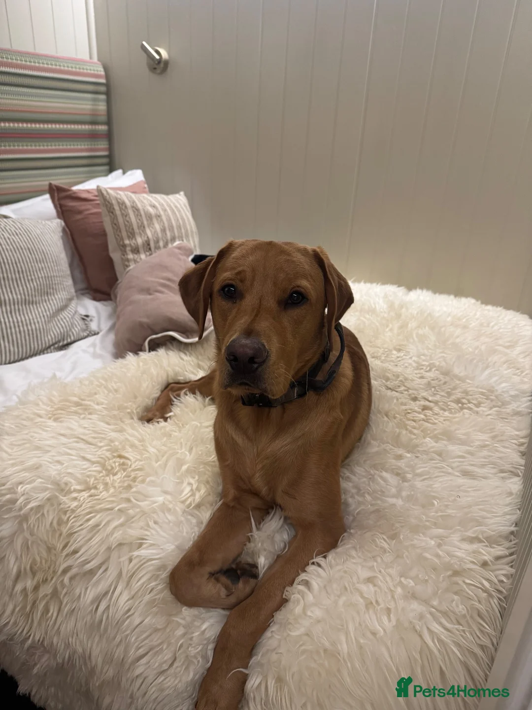 Labrador Retriever dogs for stud: Proven KC Fox Red Lab Stud - Advert 5