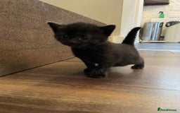 British Shorthair cats for sale: Kittens for sale - Image 11