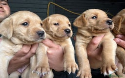 Labrador Retriever dogs for sale: STUNNING GOLDEN/FOX RED KC REG LABRADOR RTL - Image 1