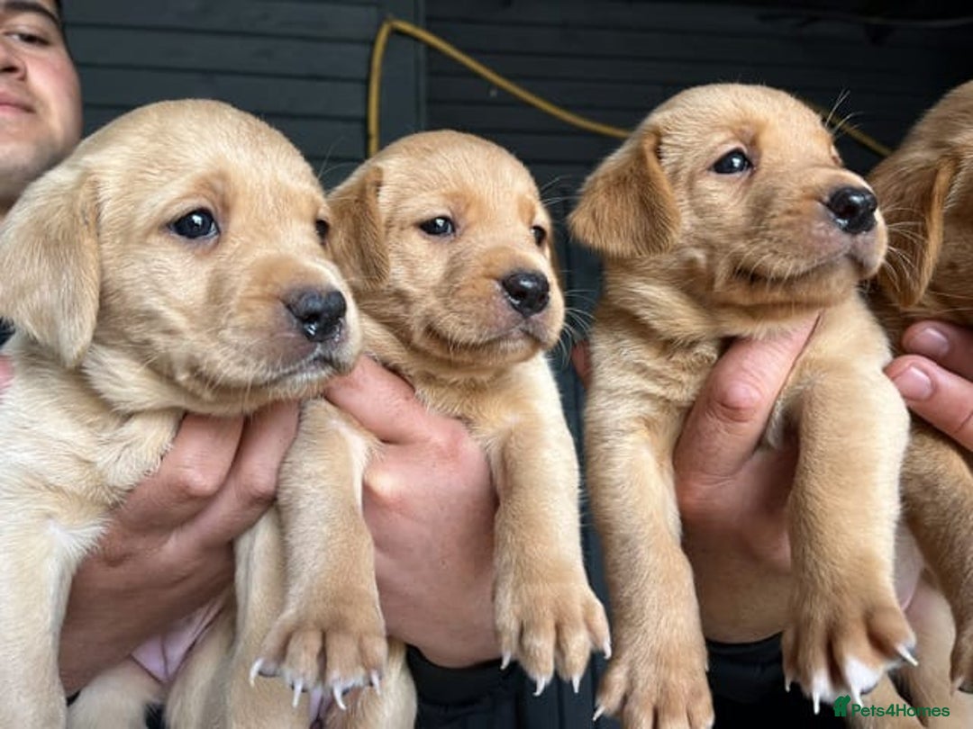 Labrador Retriever dogs for sale: STUNNING GOLDEN/FOX RED KC REG LABRADOR RTL - Image 1