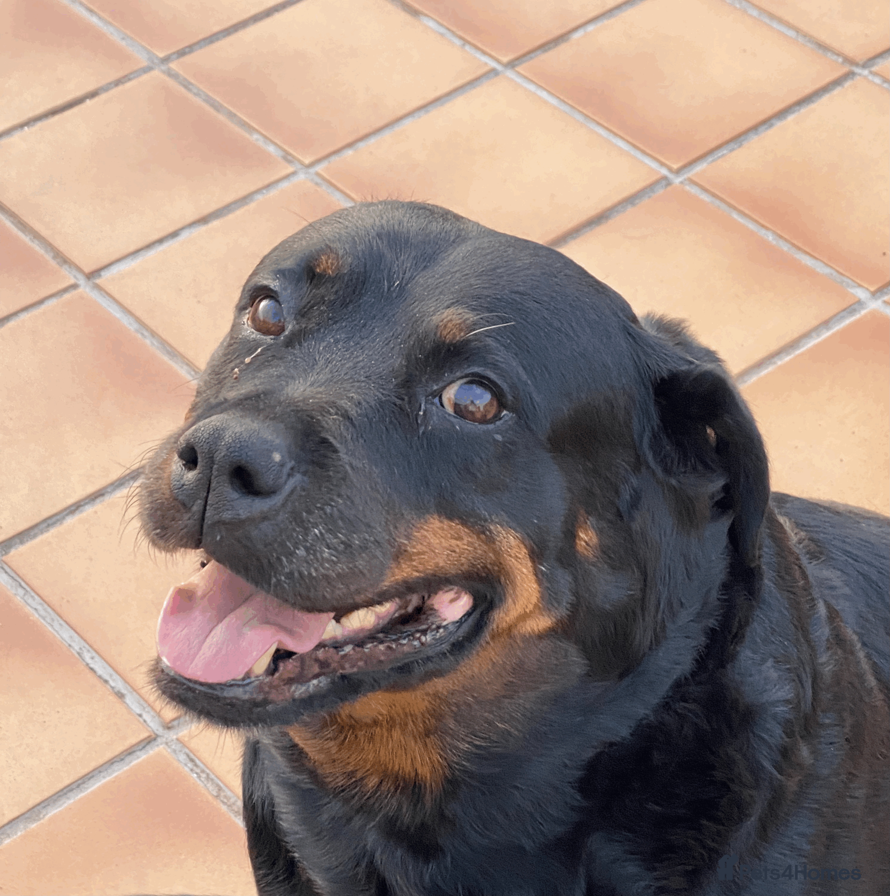 Rottweiler dogs Rottweiler Mature Dog NOT A PUPPY !!!! in Richmond - Advert 12