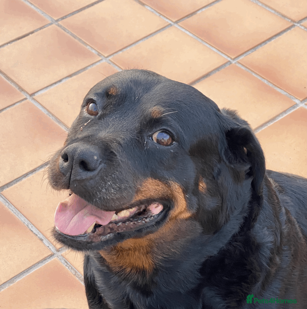 Rottweiler dogs for sale: Rottweiler Mature Dog NOT A PUPPY !!!! in Richmond - Advert 1